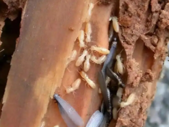 廊坊白蚁防治公司分享雨季白蚁爆发原因与应急处置方案